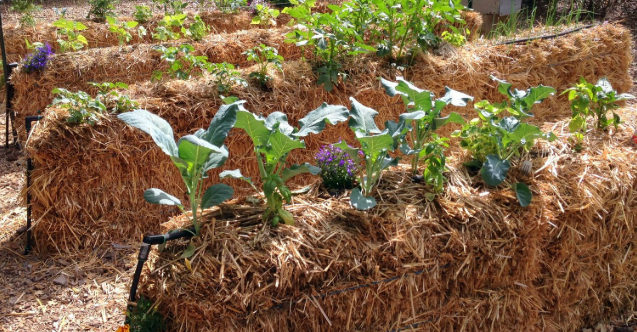Straw Bale