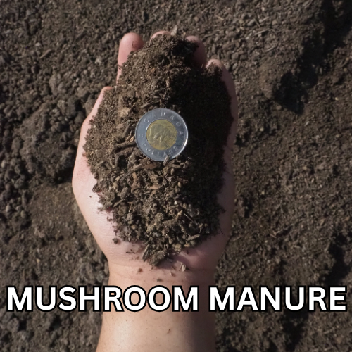 Mushroom Manure